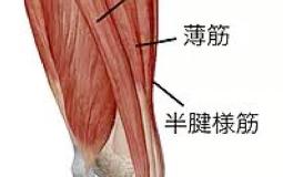 膝の内側やや下側が痛い（鵞足炎）